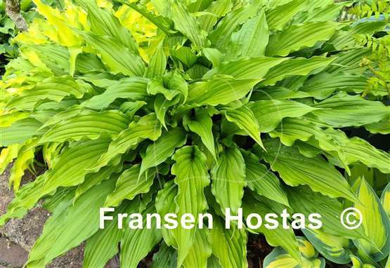 Hosta China Girl